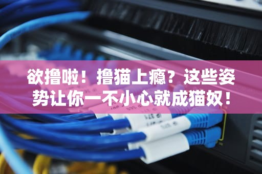 欲撸啦！撸猫上瘾？这些姿势让你一不小心就成猫奴！