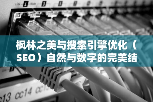 枫林之美与搜索引擎优化（SEO）自然与数字的完美结合，枫林晚