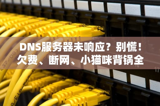 DNS服务器未响应？别慌！欠费、断网、小猫咪背锅全解析