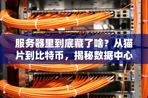 服务器里到底藏了啥？从猫片到比特币，揭秘数据中心的数字仓库！