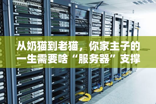 从奶猫到老猫，你家主子的一生需要啥“服务器”支撑？铲屎官必看指南！