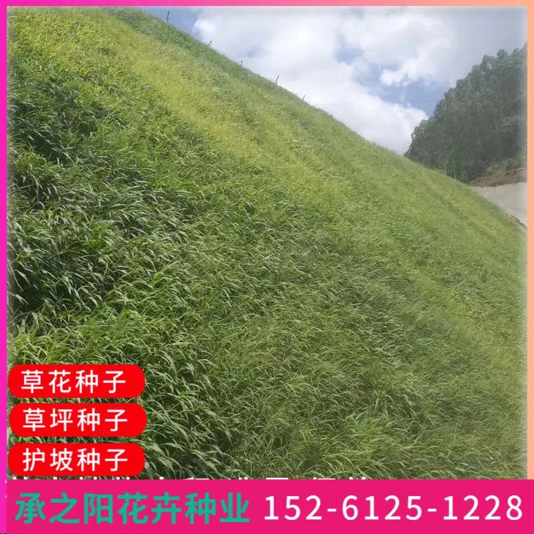 混播vps_混播四季青草种有哪些品种_混播VPS的全面解析与应用